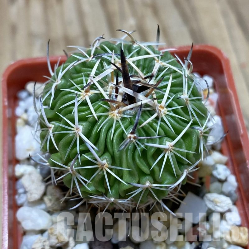 SH17395 Echinofossulocactus multicostatus