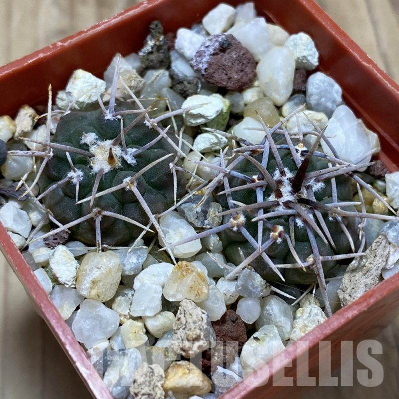 SH17420 Gymnocalycium vatteri v. altautinense, 2 plants