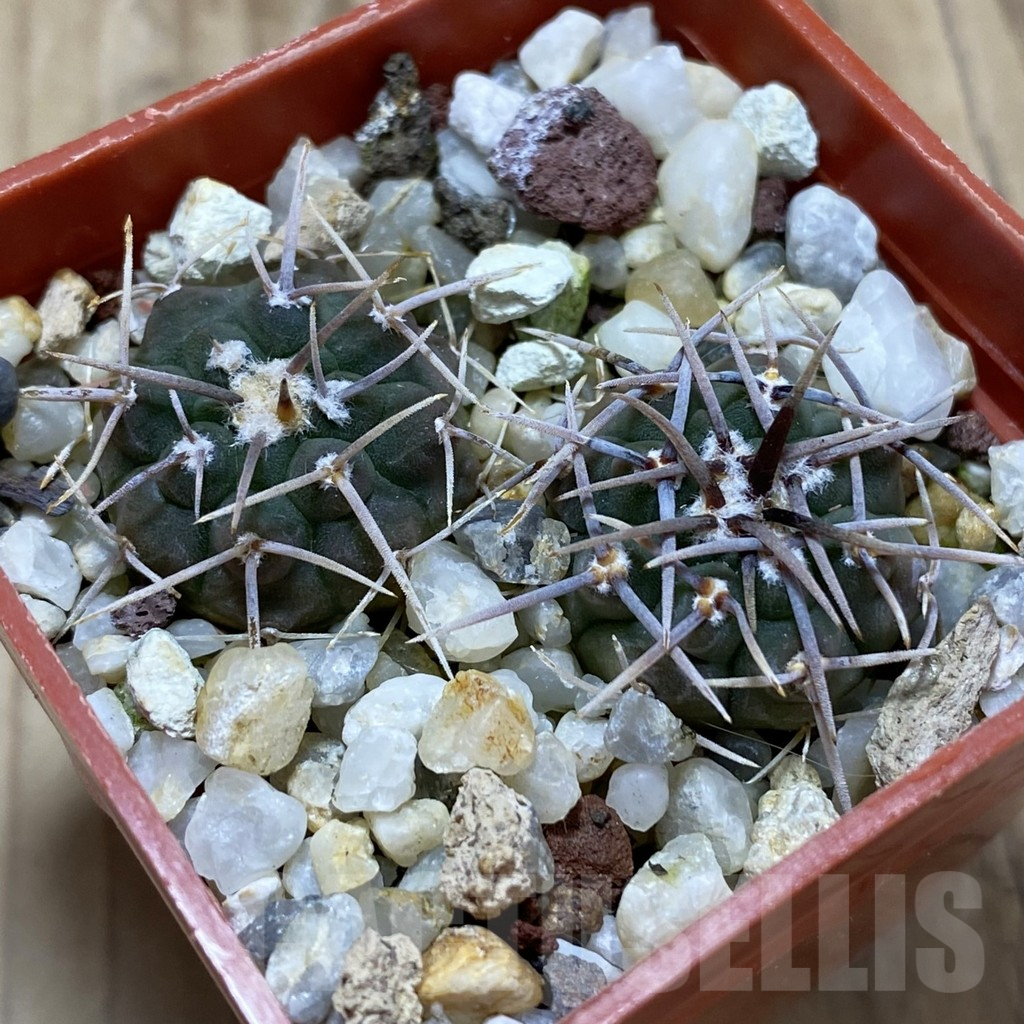 SH17420 Gymnocalycium vatteri v. altautinense, 2 plants