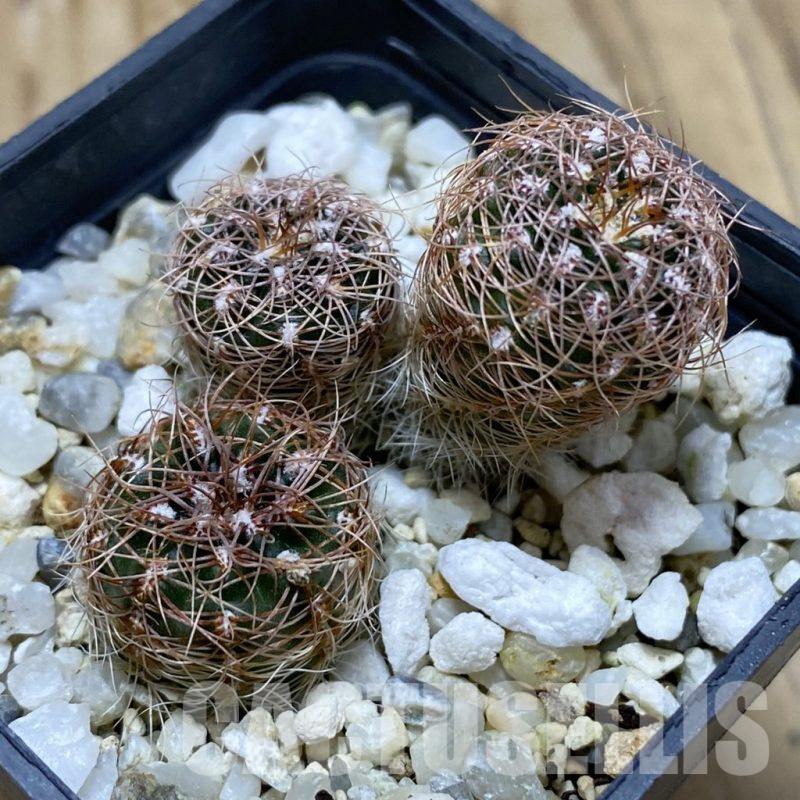 SH17422 Gymnocalycium bruchii ssp. melojeri VG 272, 3 plants