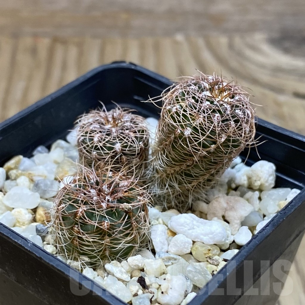 SH17422 Gymnocalycium bruchii ssp. melojeri VG 272, 3 plants - immagine 2