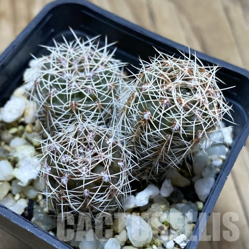 SH17423 Gymnocalycium reductum, 3 plants