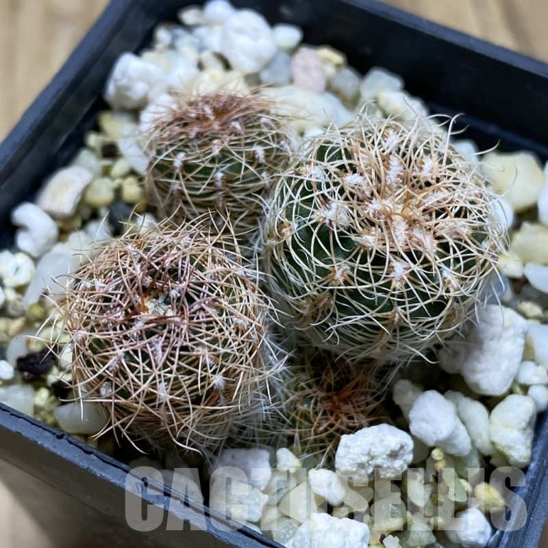 SH17424 Gymnocalycium bruchii ssp. melojeri VG 272, 3 plants