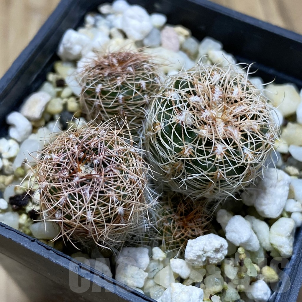 SH17424 Gymnocalycium bruchii ssp. melojeri VG 272, 3 plants