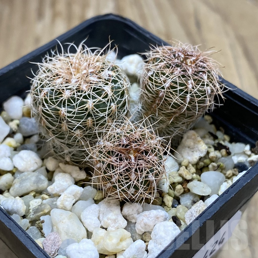 SH17424 Gymnocalycium bruchii ssp. melojeri VG 272, 3 plants - immagine 2