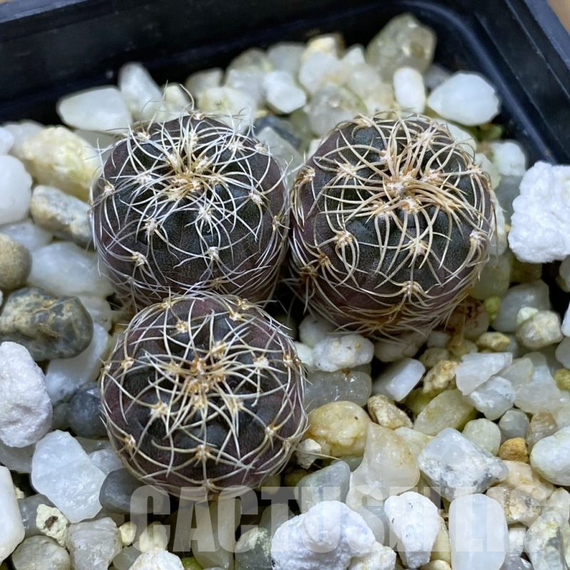 SH17425 Gymnocalycium carolinense ssp. fedjukinii VG 966, 3 plants