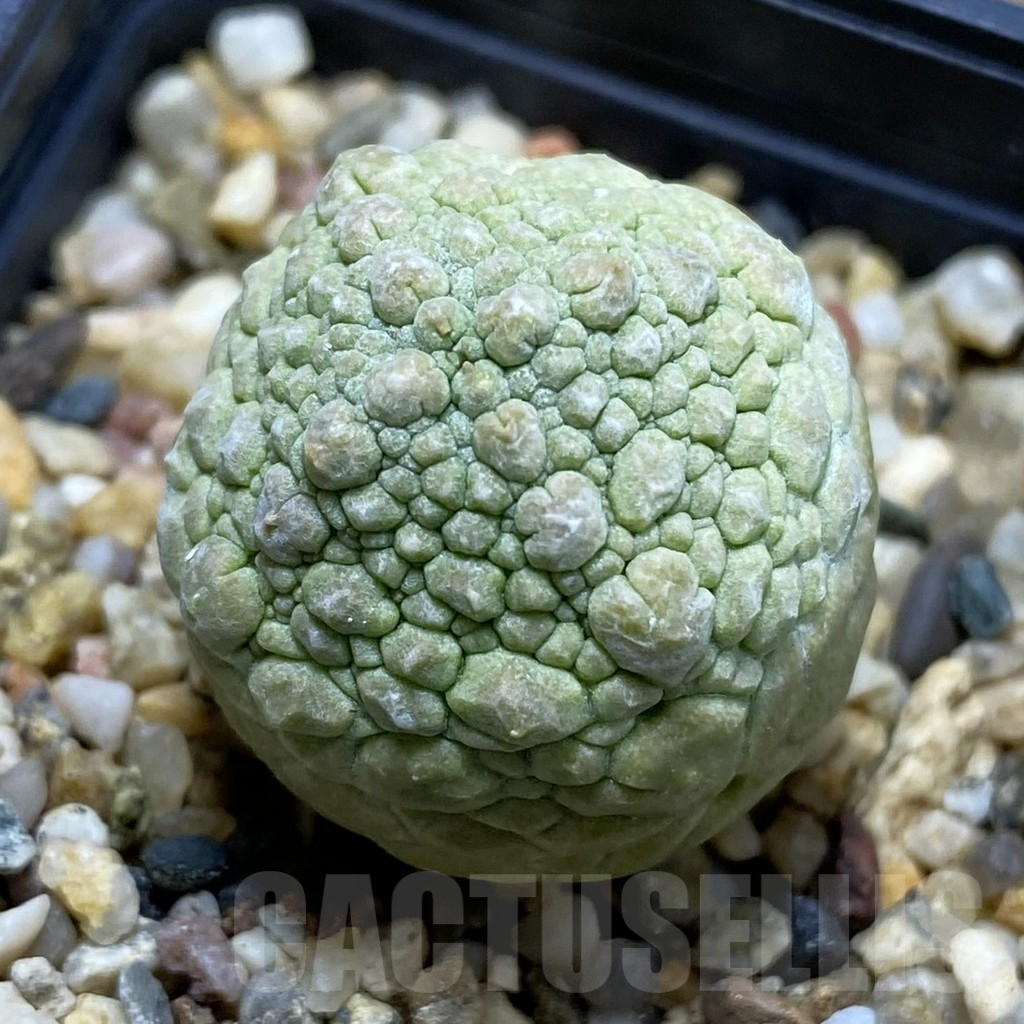 SH17632 Pseudolithos migiurtinus
