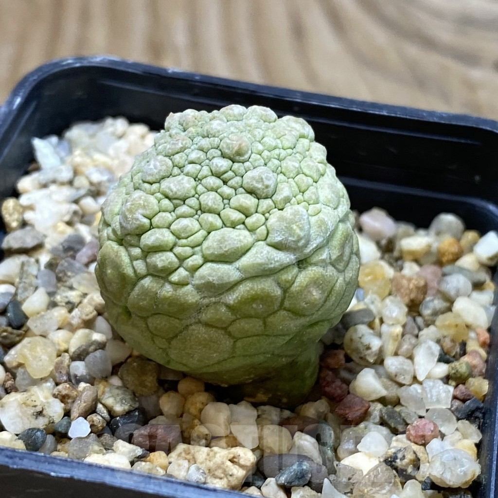 SH17632 Pseudolithos migiurtinus - Image 2