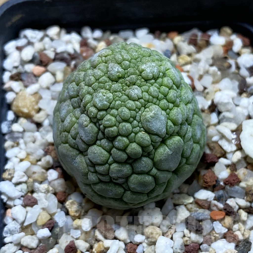 SH17633 Pseudolithos migiurtinus