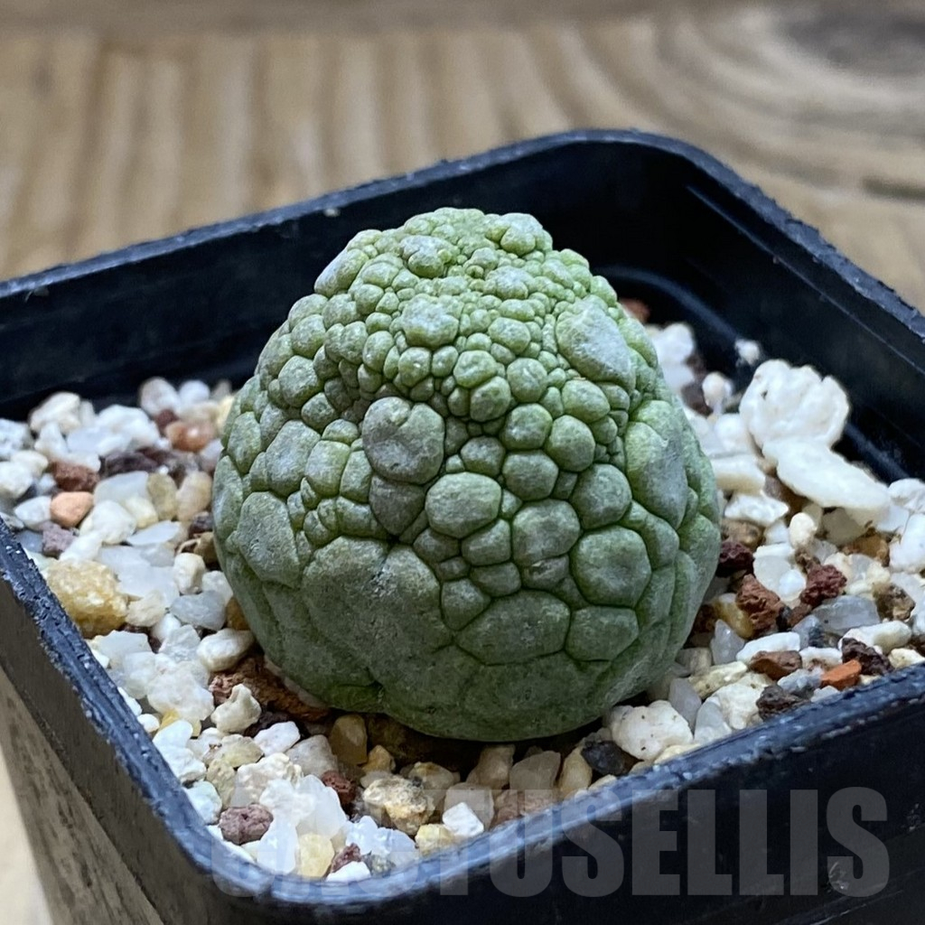 SH17633 Pseudolithos migiurtinus - Image 2