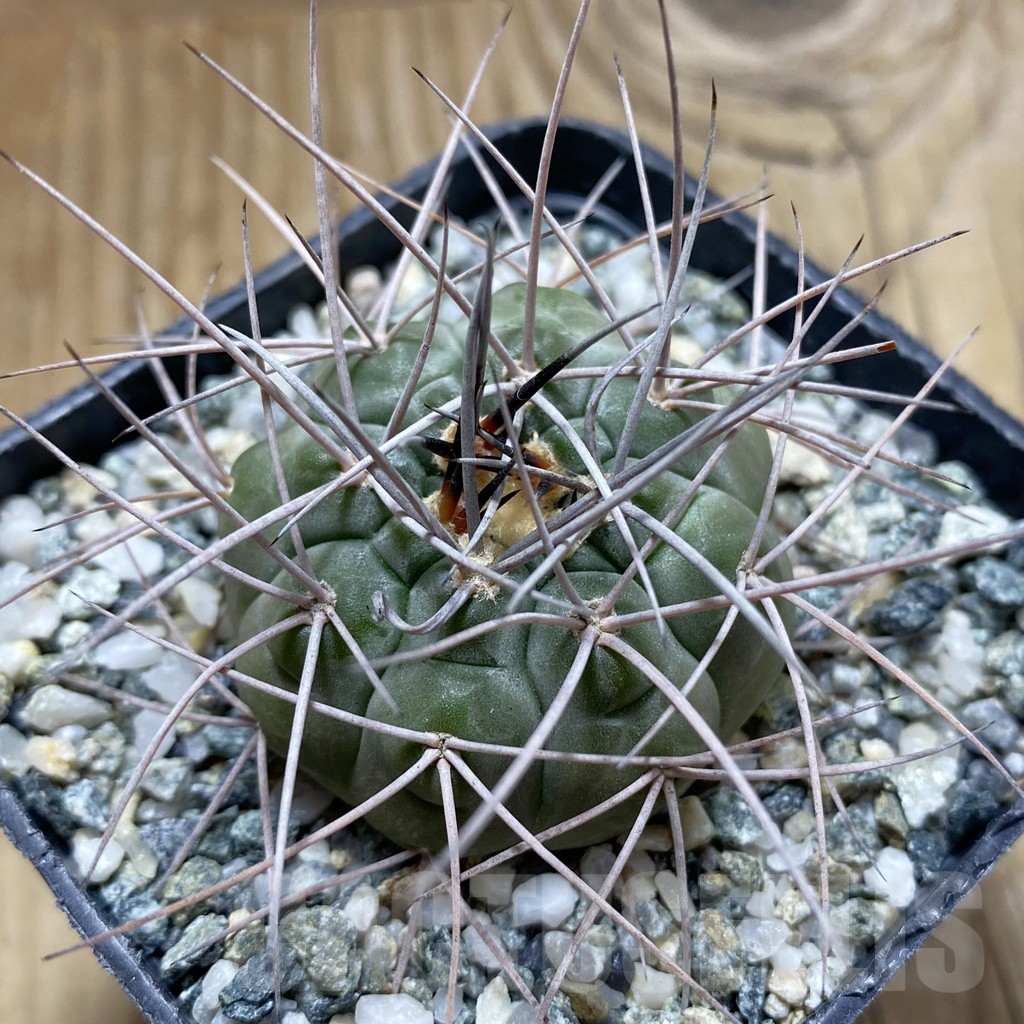 SH17634 Gymnocalycium castellanosii v. armillatum