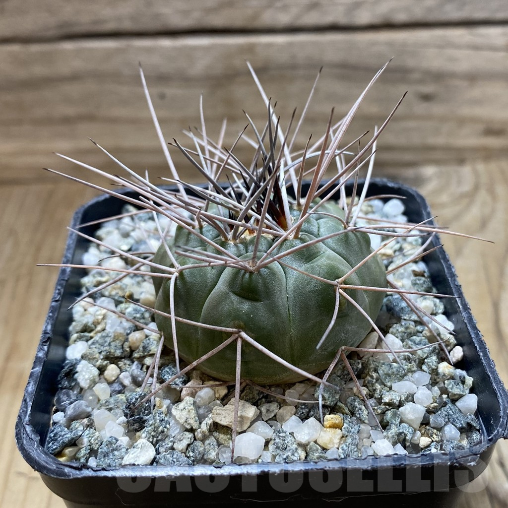 SH17634 Gymnocalycium castellanosii v. armillatum - Image 2