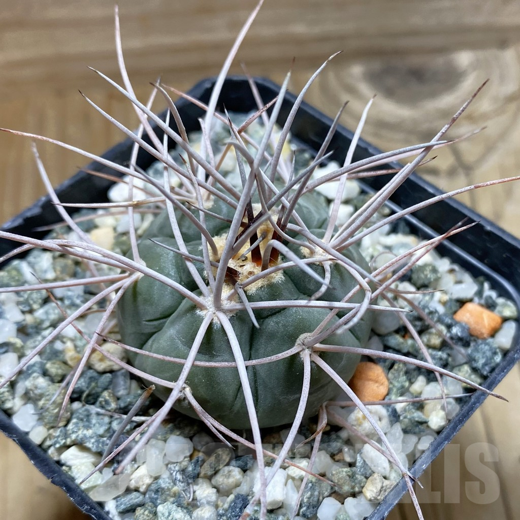 SH17635 Gymnocalycium castellanosii v. armillatum