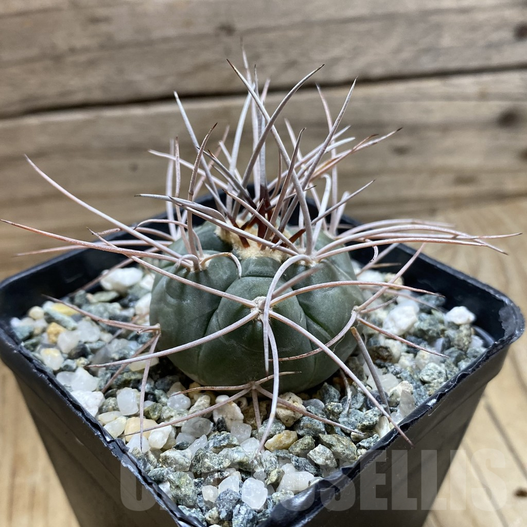 SH17635 Gymnocalycium castellanosii v. armillatum - Obrázek 2