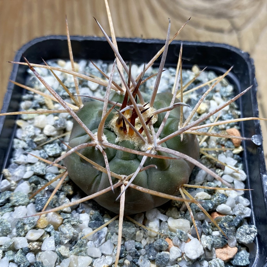 SH17636 Gymnocalycium castellanosii v. armillatum