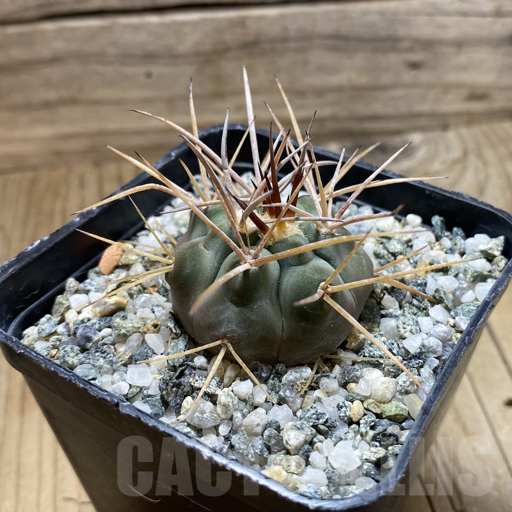 SH17636 Gymnocalycium castellanosii v. armillatum - Obrázek 2