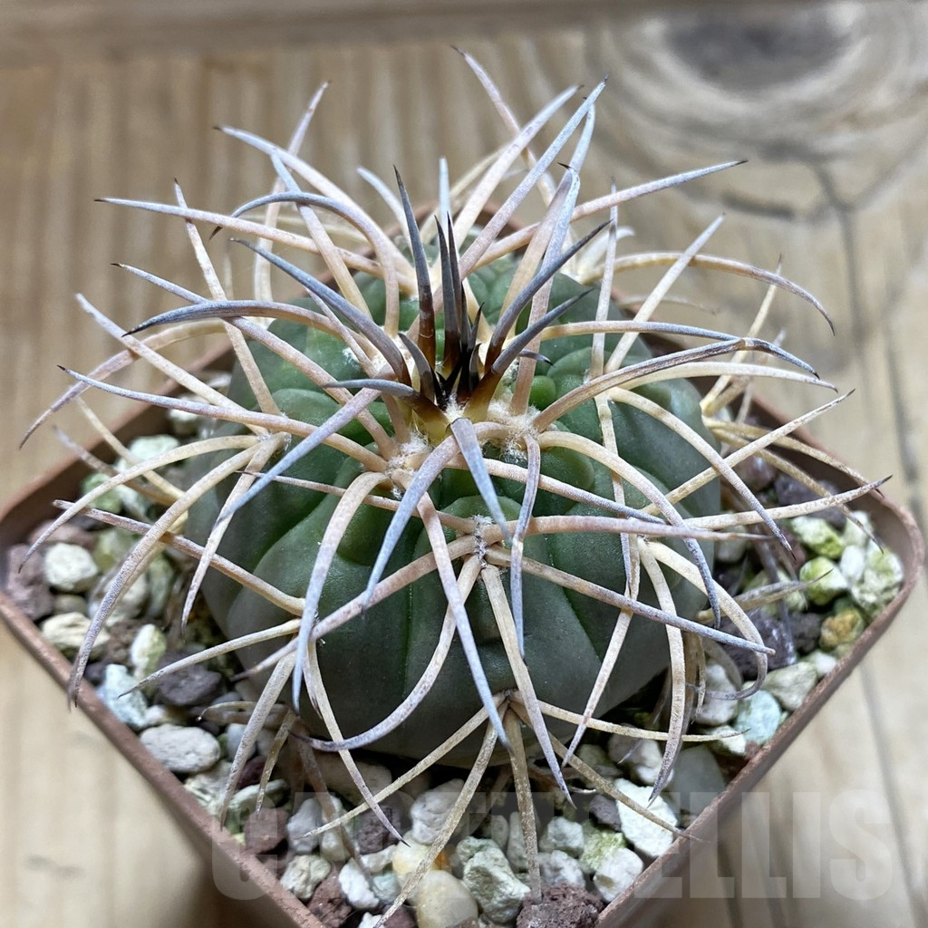 SH17637 Gymnocalycium spegazzinii, old 6 years