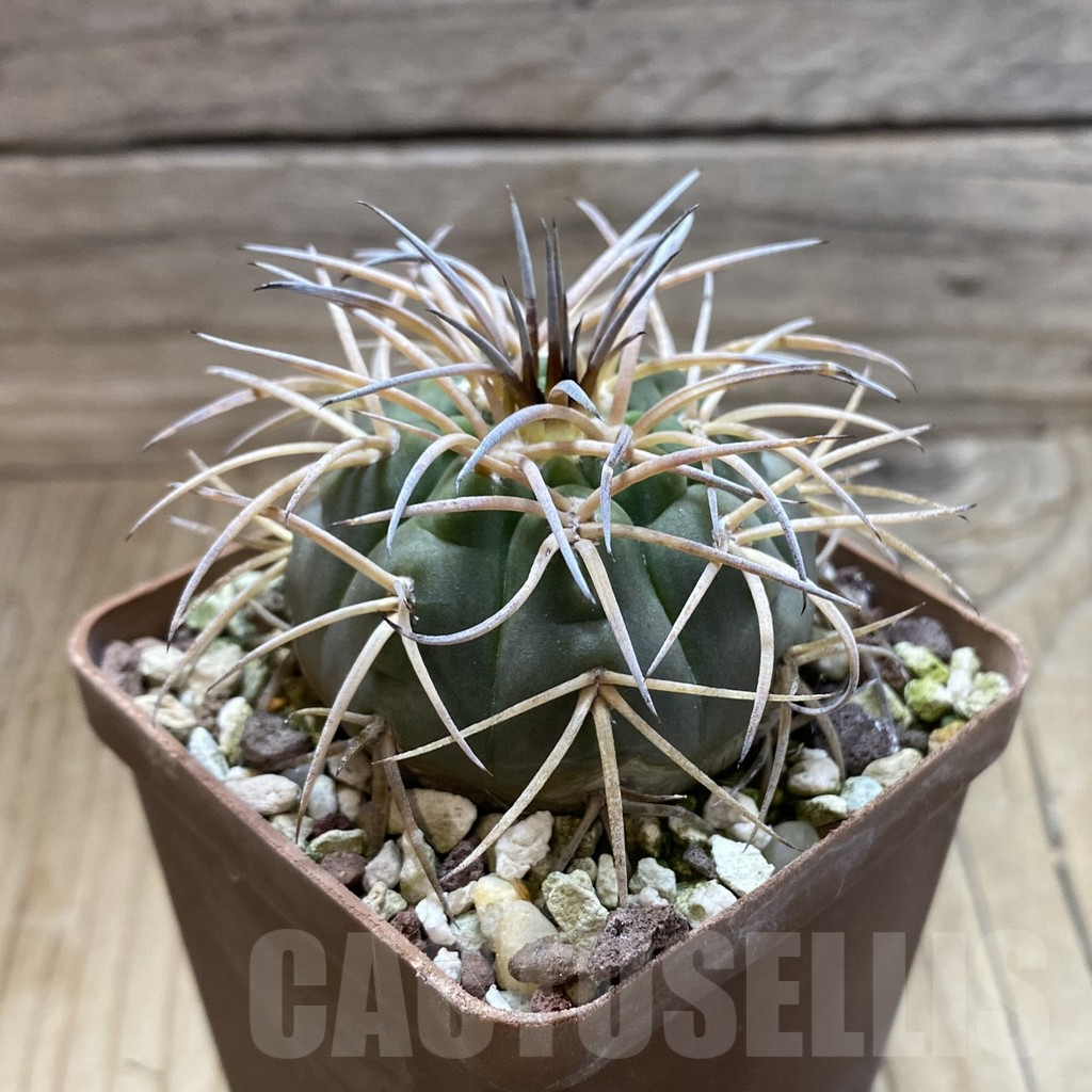 SH17637 Gymnocalycium spegazzinii, old 6 years - Obrázek 2