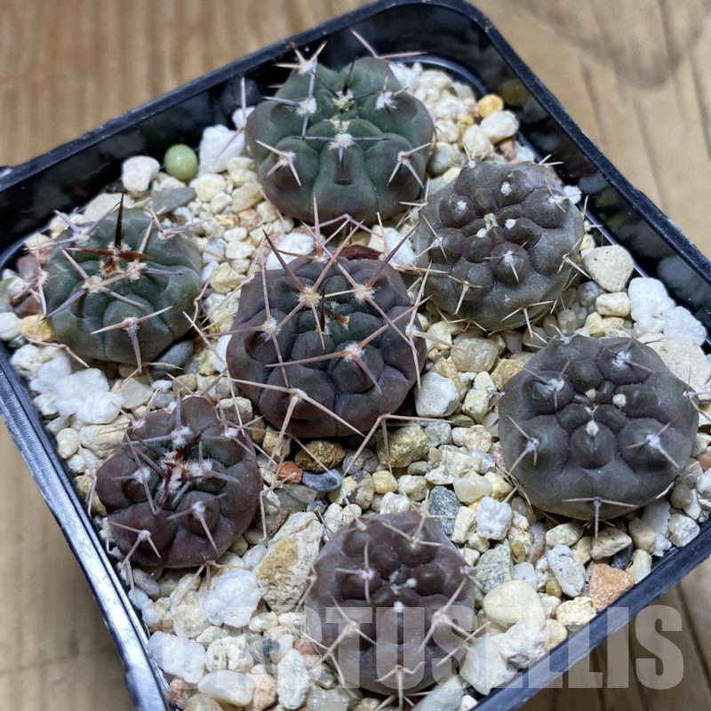SH17639 Gymnocalycium chubutense RUS 364