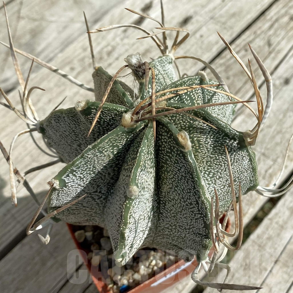 SH17641 Astrophytum niveum , old 15 years