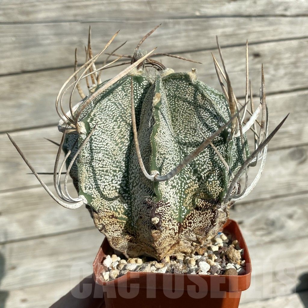 SH17641 Astrophytum niveum , old 15 years - Image 2