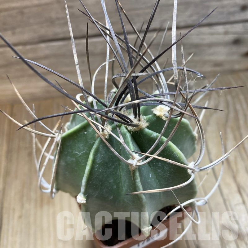 SH17642 Astrophytum niveum v. crassispinum, old 8 years