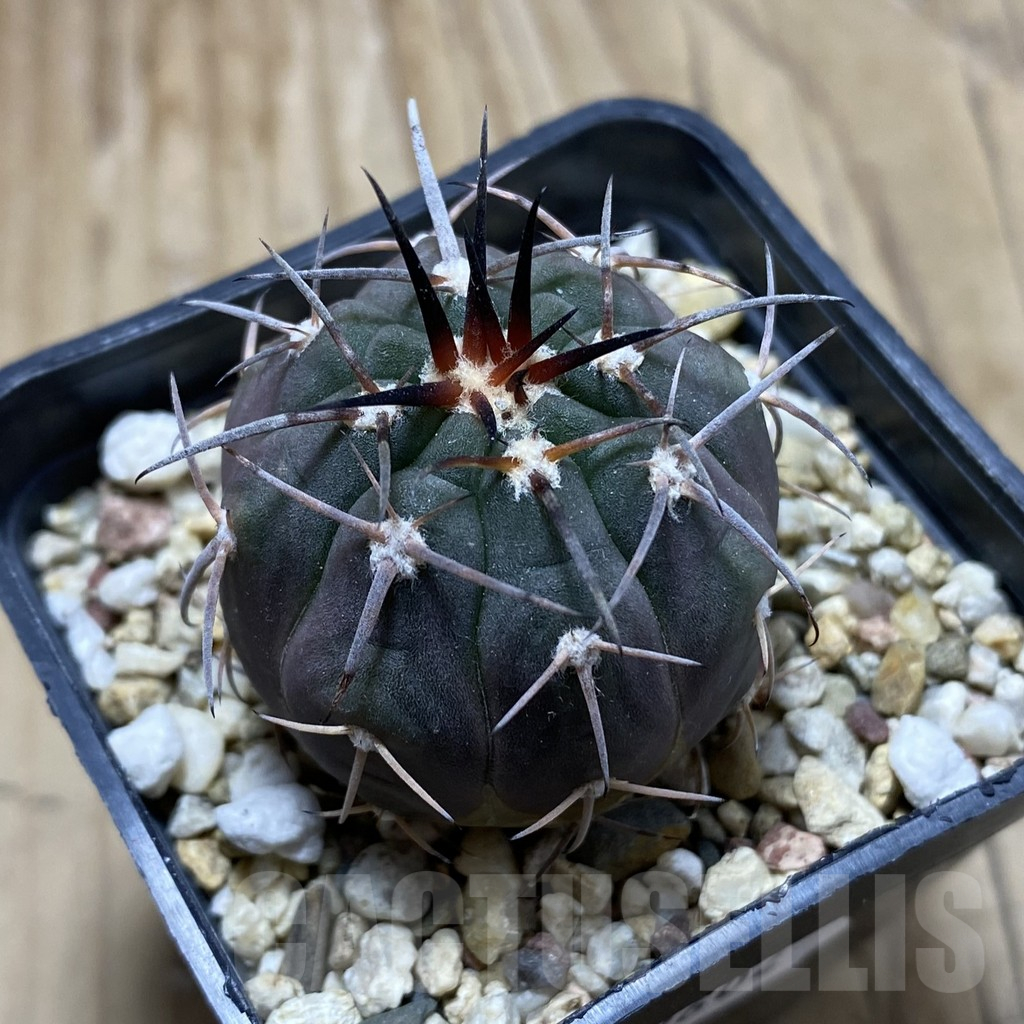 SH17604 Gymnocalycium spegazzinii v. horizonthalonium VG-108