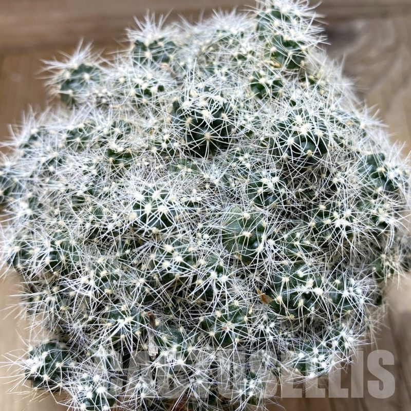 SH17645 Gymnocalycium sp. f. monstrose, old 10 years