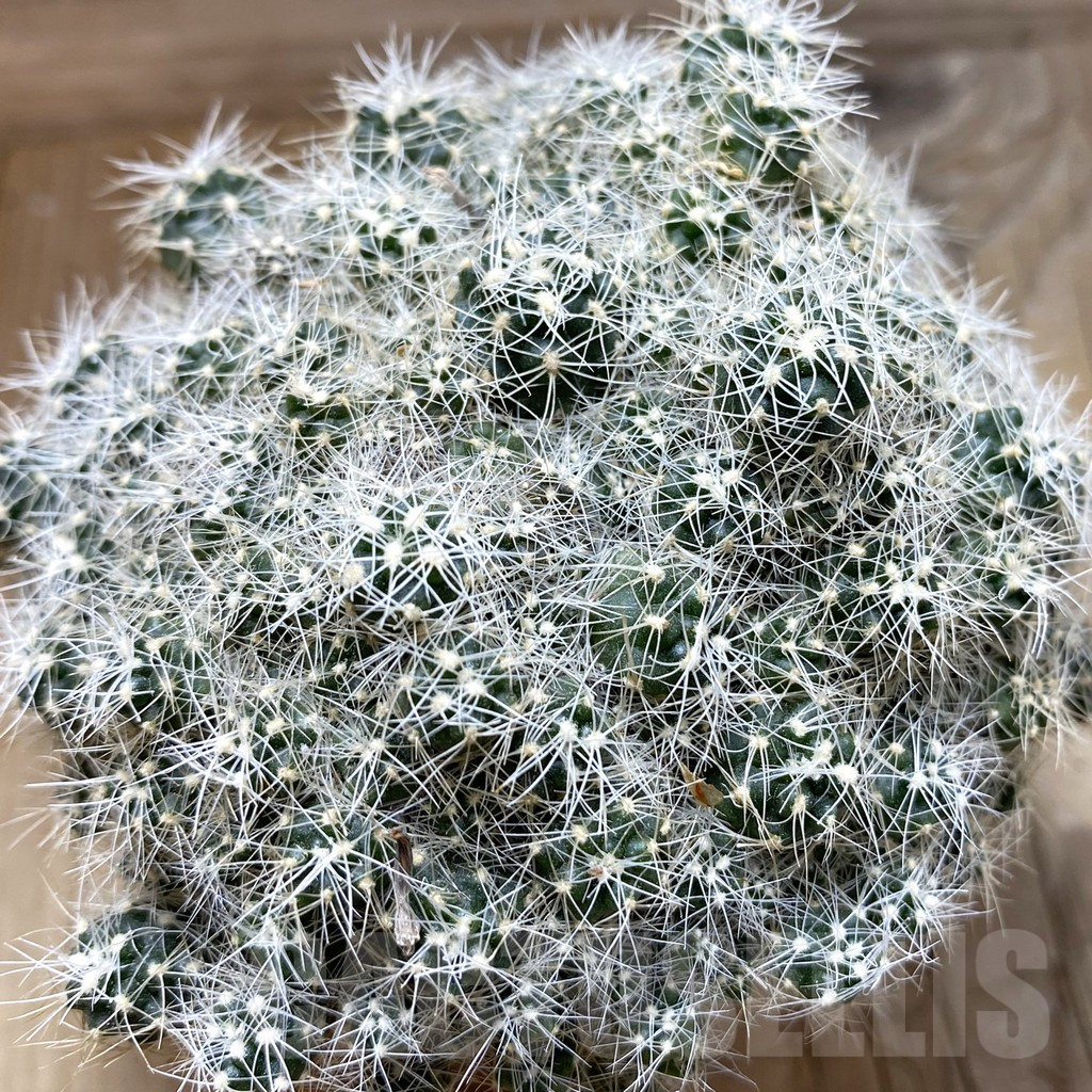 SH17645 Gymnocalycium sp. f. monstrose, old 10 years