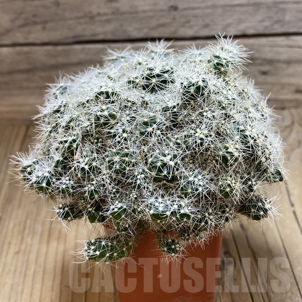 SH17645 Gymnocalycium sp. f. monstrose, old 10 years - Imagen 2