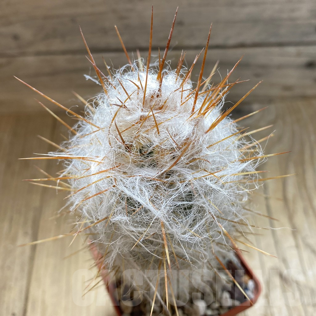 SH17647 Oreocereus trollii