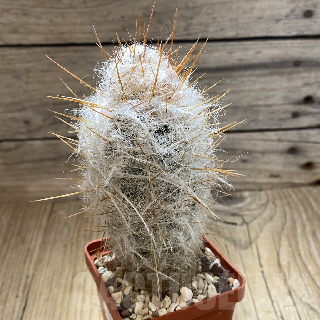 SH17647 Oreocereus trollii - Image 2