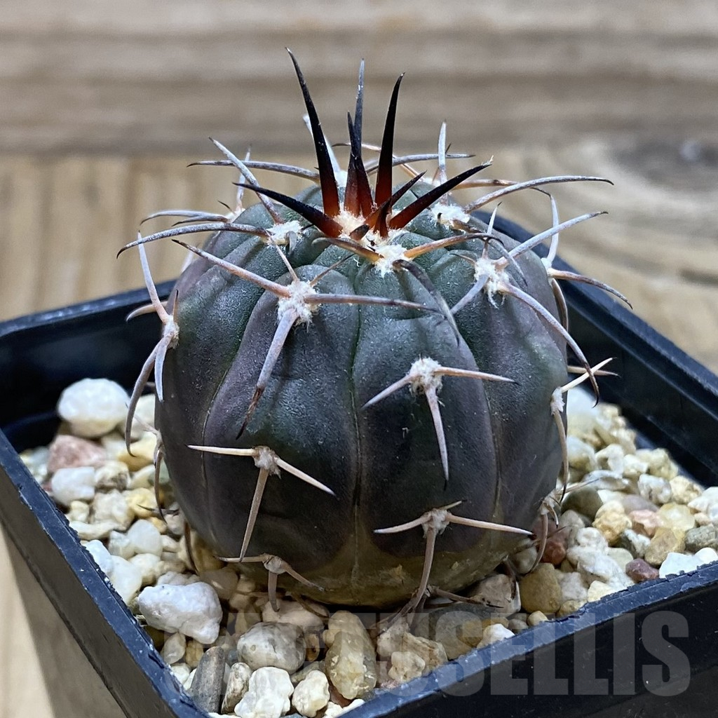 SH17604 Gymnocalycium spegazzinii v. horizonthalonium VG-108 - Obrázek 2