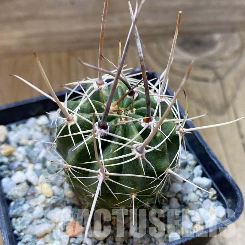 SH17648 Lobivia ferox