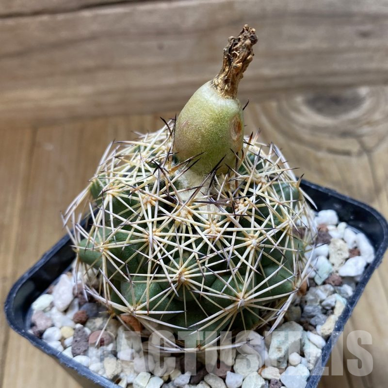 SH17651 Coryphantha cornifera