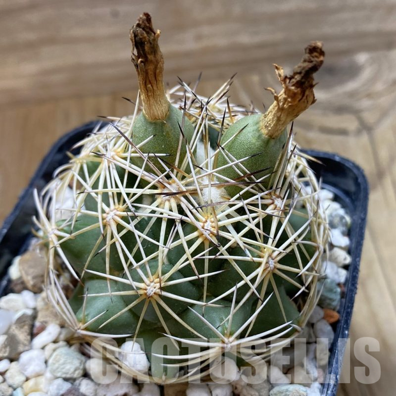 SH17653 Coryphantha cornifera