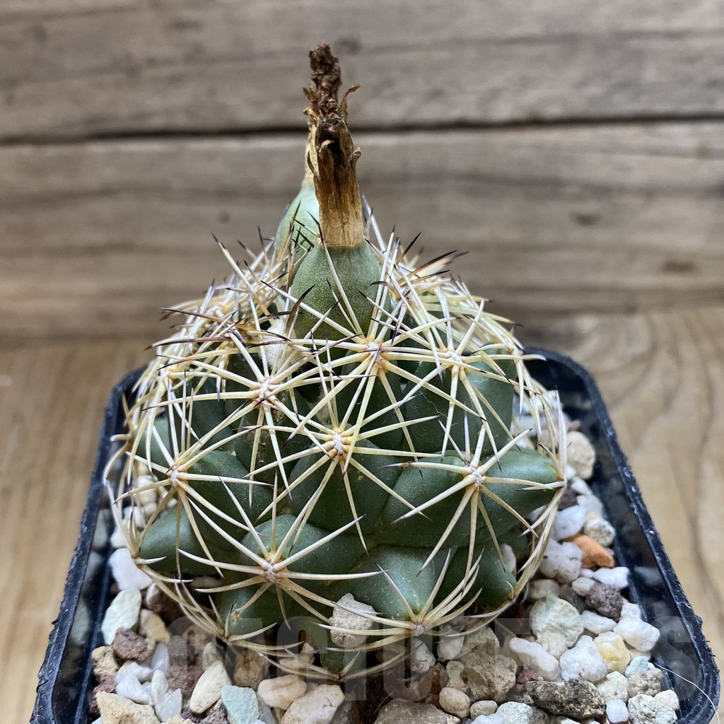 SH17653 Coryphantha cornifera - Image 2