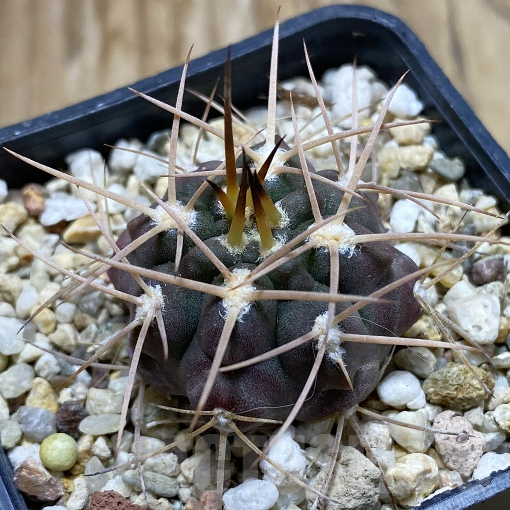 SH17605 Gymnocalycium guanchinense P226
