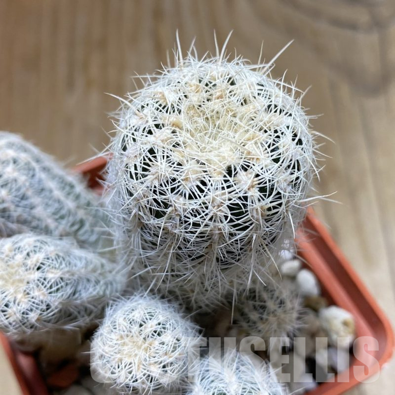 SH17655 Gymnocalycium bruchii v. niveum, old 6 years