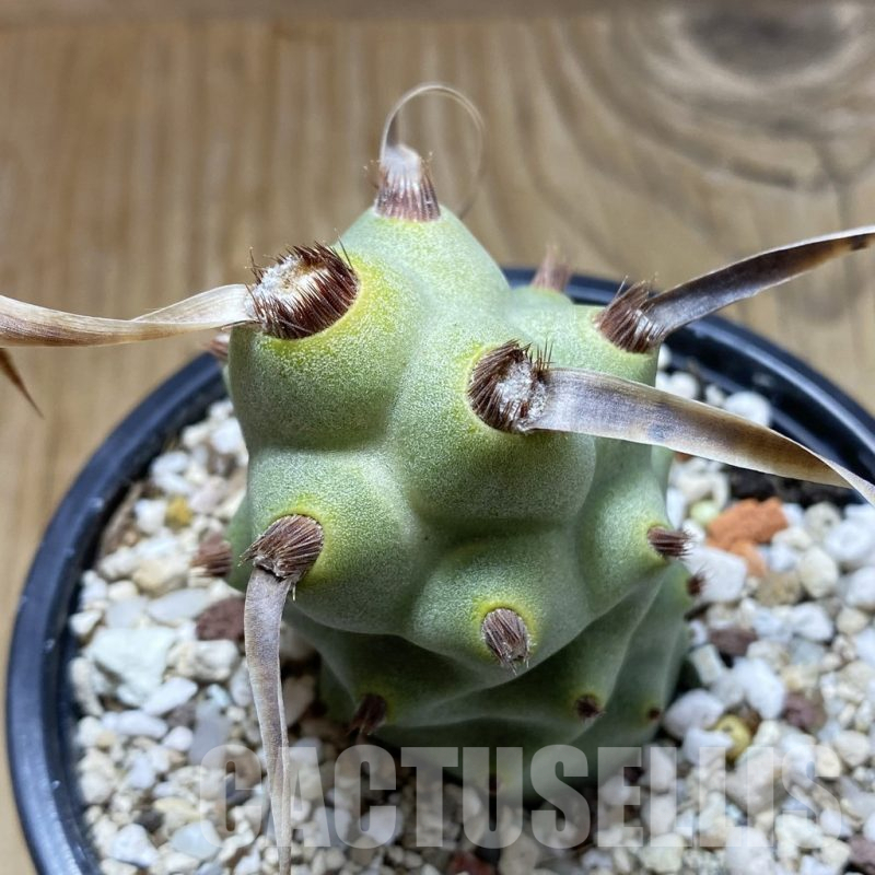 SH17656 Tephrocactus articulatus v. papyracanthus