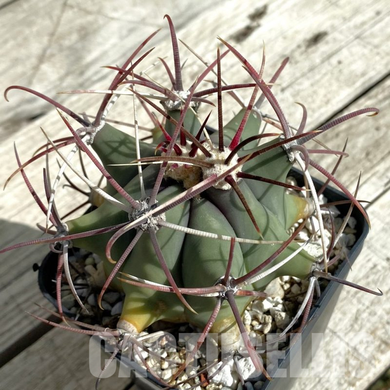SH17657 Ferocactus emoryi, old 8 years