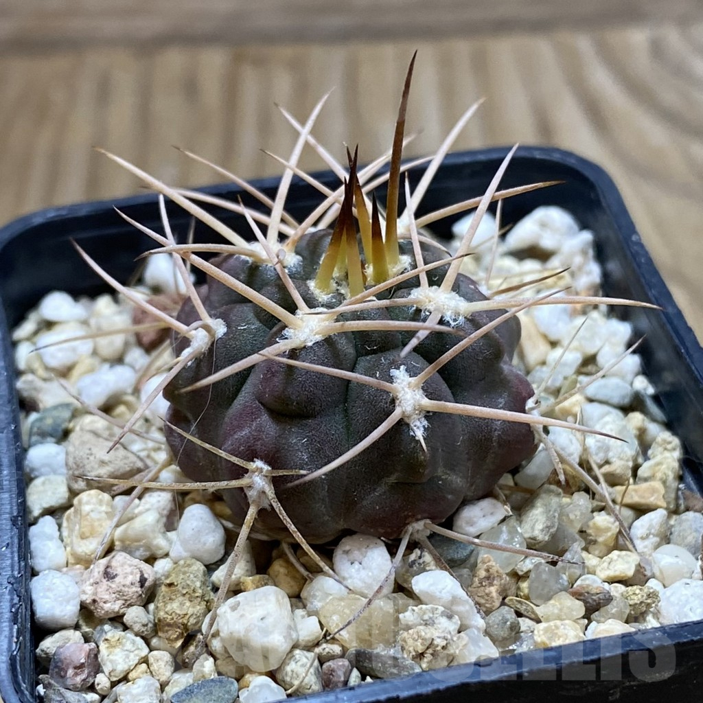 SH17605 Gymnocalycium guanchinense P226 - Image 2