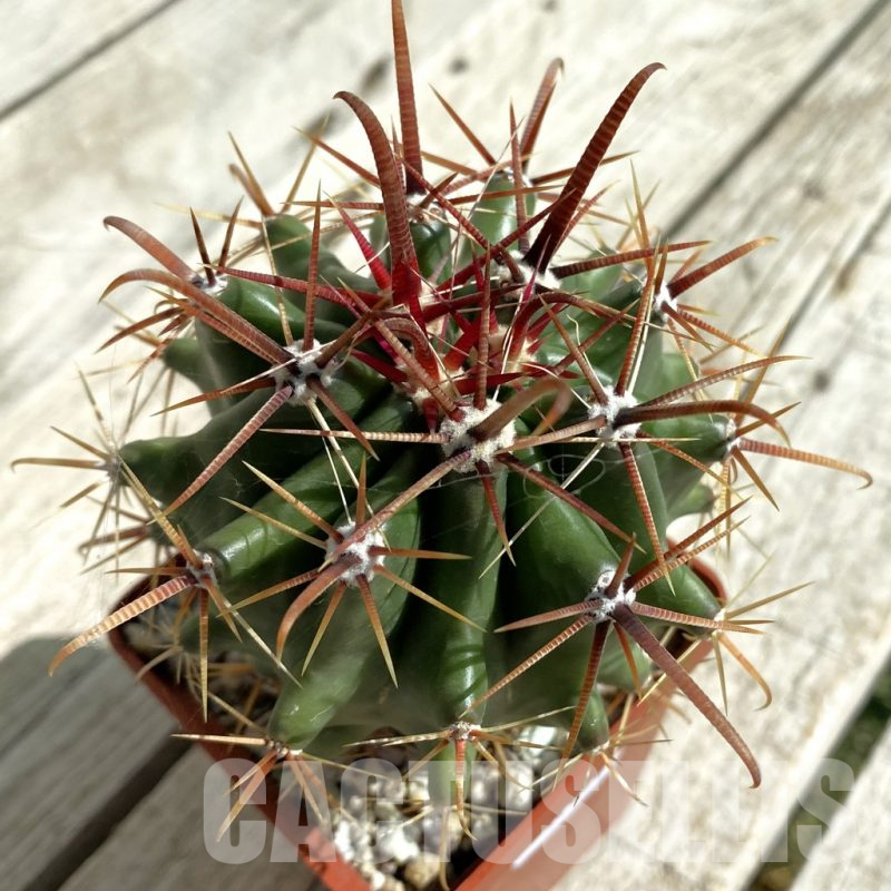 SH17658 Ferocactus pottsii v. alamosanus, old 8 years