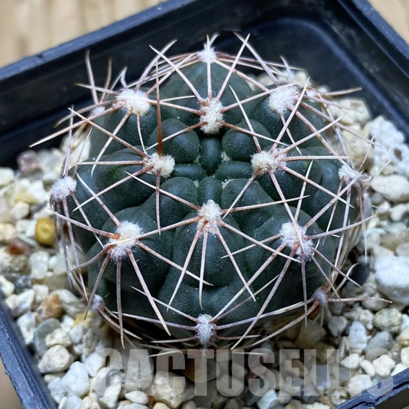 SH17606 Gymnocalycium morroense VOS 14-1850