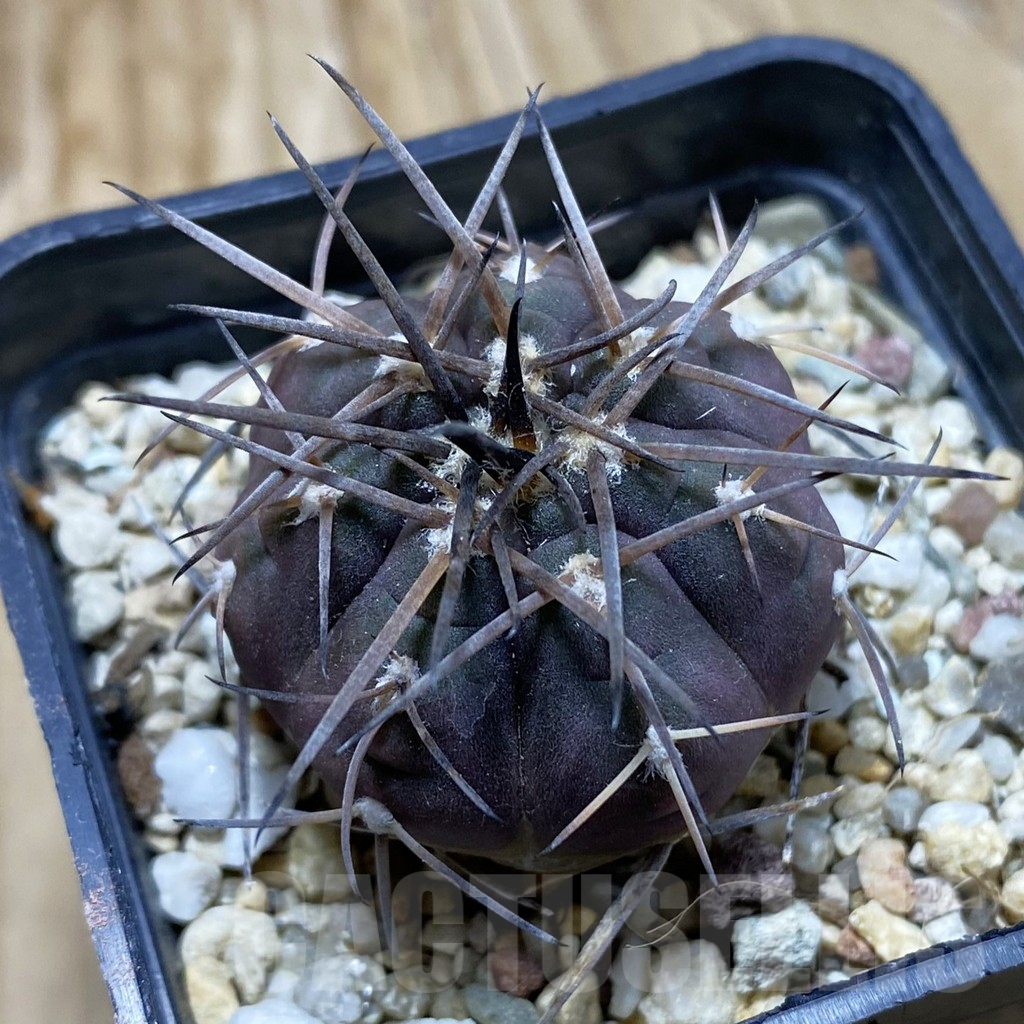 SH17607 Gymnocalycium spegazzinii VG 1017
