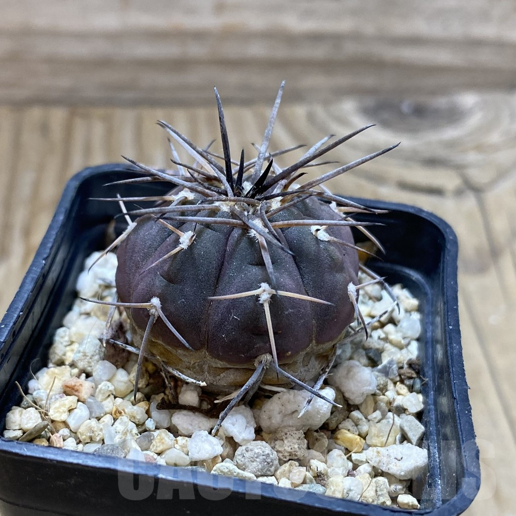 SH17607 Gymnocalycium spegazzinii VG 1017 - Image 2