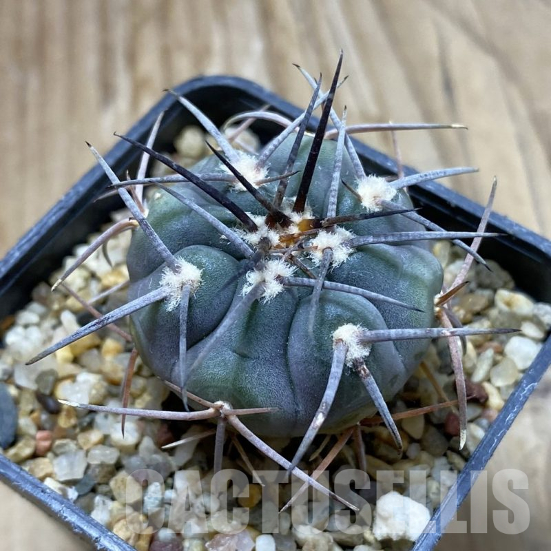 SH17608 Gymnocalycium spegazzinii LF 63B