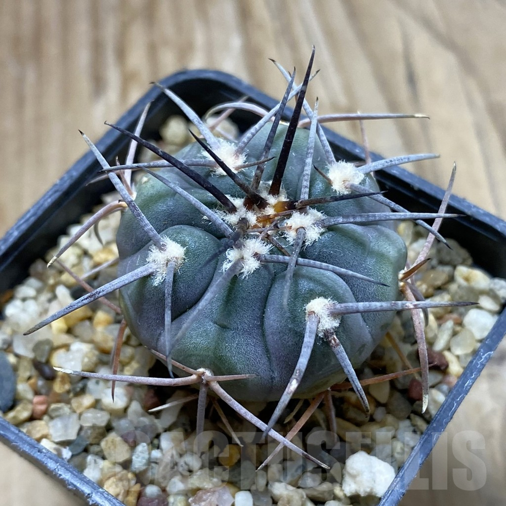 SH17608 Gymnocalycium spegazzinii LF 63B