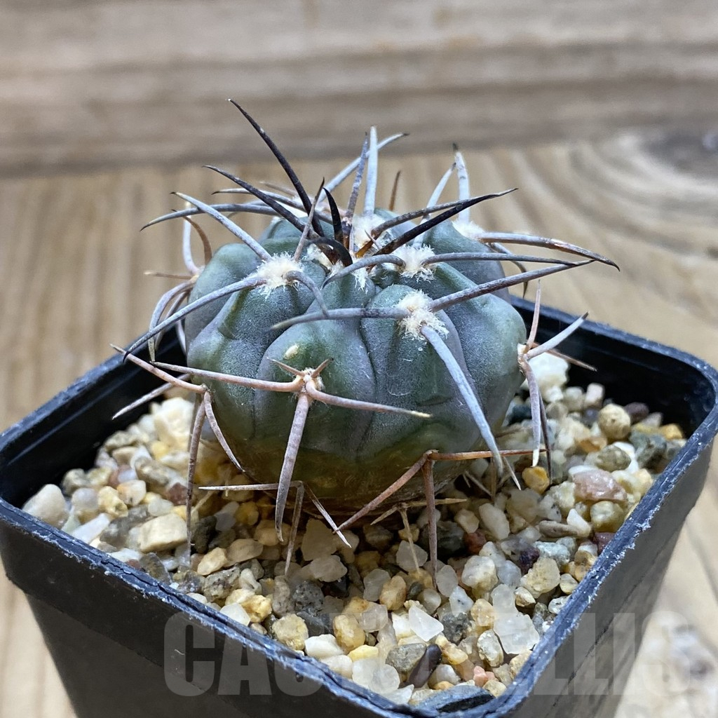 SH17608 Gymnocalycium spegazzinii LF 63B - Image 2