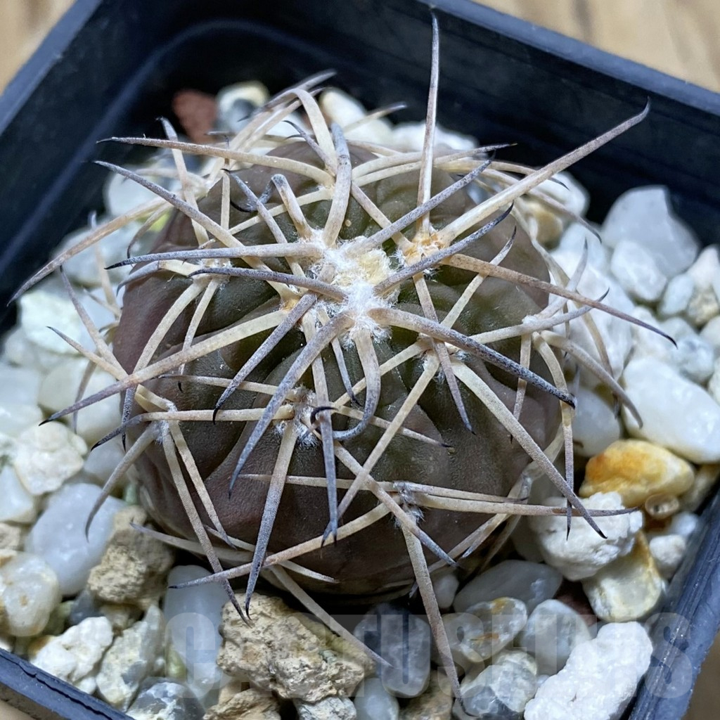 SH17609 Gymnocalycium spegazzinii v. punillense